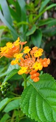 orange flower (Lantana camara or Saliara or Tembelekan flower)