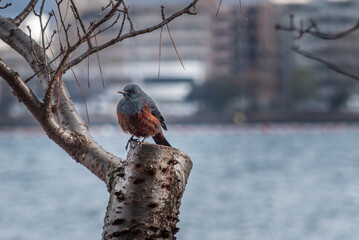 琵琶湖畔の公園の木の枝にイソヒヨドリ　滋賀県大津市