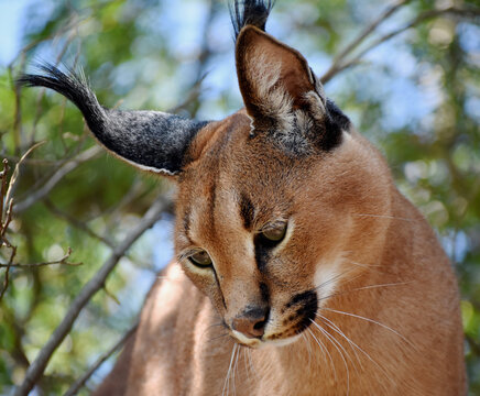 Portrait of a Caracal (caracal caracal), Kruger National Park, Mopani, Limpopo, South Africa
