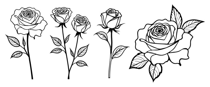 Set of rose with leaves.Minimalist contour drawing. Flower tatoo. Vector illustration	