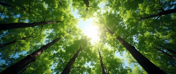 Fototapeta premium I look up at the green treetops