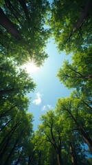 Obraz premium I look up at the green treetops