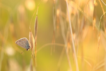 una farfalla licenide su un fiore al tramonto