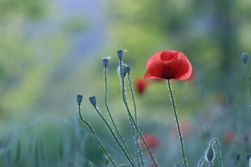 fiori di papavero in primavera al tramonto