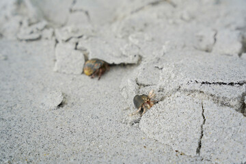 Two small crabs are partially hidden in cracked, sandy ground, blending into their environment in a natural setting.