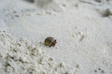 A small hermit crab crawls across sandy terrain, showcasing its shell and distinct features against the light-colored beach sand.