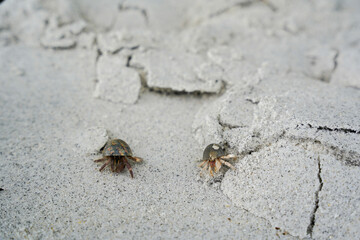 Two small crabs are emerging from a sandy surface, showcasing their natural habitat and texture in the background.