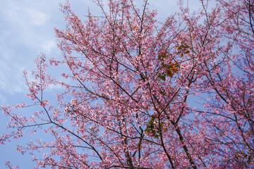 A vibrant pink flowering tree against a blue sky, showcasing the beauty of nature in springtime.