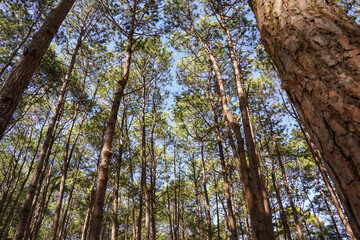 Fototapeta premium A view looking up at tall trees with green foliage against a bright blue sky, creating a serene and natural atmosphere.