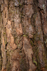 A close-up view of a textured tree bark, showcasing intricate patterns and natural colors, highlighting the beauty of nature's details.