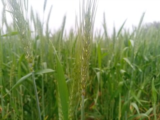 closeup of wheat plant in field 