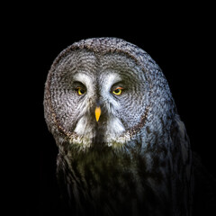 Closeup of the face of a Great Grey owl, looking directly at the camera and showing the detail of the delicate facial plumage. Isolated on black background.