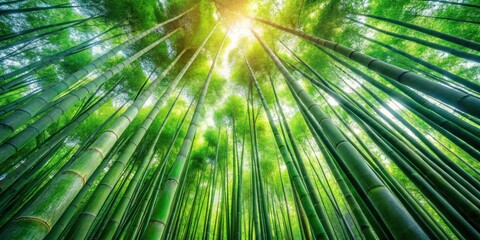 Sunlit Bamboo Forest Canopy A Low Angle View of Tall, Lush Green Stalks Reaching for the Sky