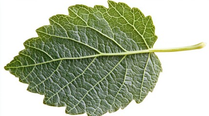 Detailed Close-up of a Single Green Leaf Isolated on White Background