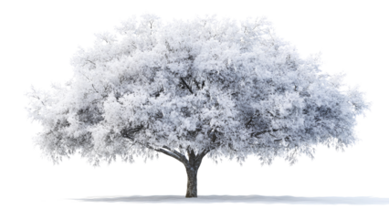 Snow-Covered Tree Isolated on White Background - Winter Wonderland