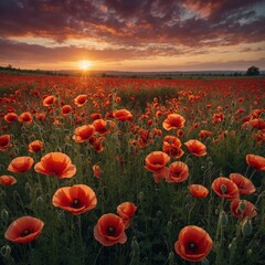 Obraz premium A field of red poppies under a multicolored sunset sky.