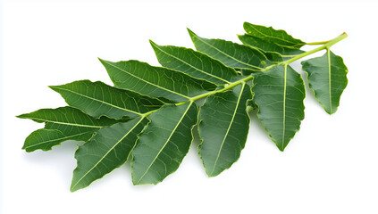 Fototapeta premium Fresh green leaves on a branch, white background