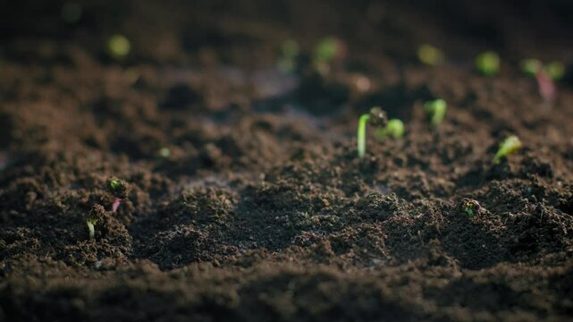 TimeLapse of Seedling Growth Interrupted by Pests Mold and Gnats A Fascinating Insight into Nature Challenges. High quality 4k footage