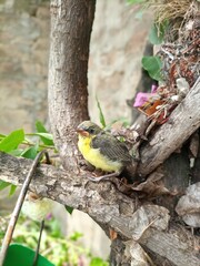 closeup of lesser goldfinch