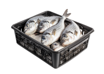 A large crate filled with freshly caught fish is prepared for sale. The glistening fish are displayed prominently, showcasing their health and quality. Transparent background, PNG
