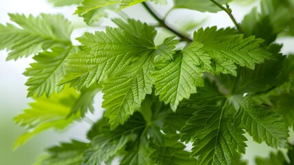 fresh green leaves, captured with a shallow depth of field, where the foreground is sharp and vibrant