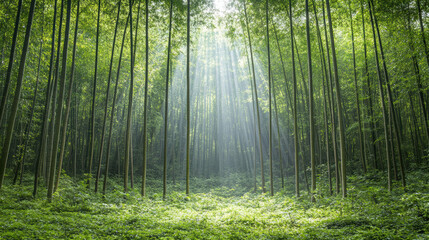 Fototapeta premium serene bamboo forest with soft sunlight filtering through trees
