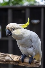 Close-up of a Sulphur-crested Cockatoo perched on a branch. Beautiful white plumage and vibrant...