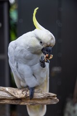 A Sulphur-crested Cockatoo enjoys a peanut. Close-up of a bird eating. THE PARROT PLACE, KERIKERI,...