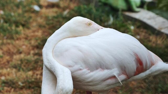 White flamingo bending its neck and hiding its head under its wing in a zoo or safari park