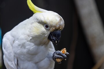 Close-up of a Sulphur-crested Cockatoo eating a nut. The bird is receiving its food. THE PARROT...