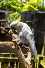 A Sulphur-crested Cockatoo eats a nut. Close-up of a bird in a zoo. THE PARROT PLACE, KERIKERI, NZ