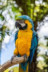 Colorful macaw perched on a branch, vibrant yellow and blue plumage. Nature's beauty. THE PARROT PLACE, KERIKERI, NZ