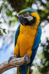 Colorful macaw perched on a branch. Vibrant yellow and blue plumage. Wildlife close-up. THE PARROT PLACE, KERIKERI, NZ