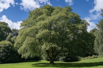 Majestic park tree, sunny day, green grass, background forest, nature poster