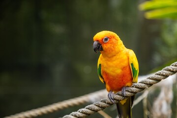 Close-up of a vibrant orange and yellow parrot perched on a rope. Beautiful plumage. THE PARROT PLACE, KERIKERI, NZ
