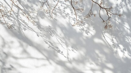 Branches shadowing white wall, sunlight, outdoor, nature, design texture