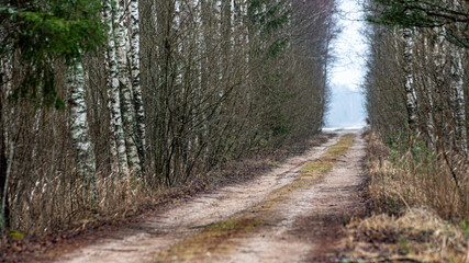 winter landscape without snow, lonely country road with trees on the side of the road
