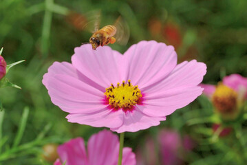 コスモスの花粉を集めて飛び立つみつばち