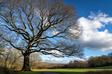 Fototapeta premium Majestic oak tree, winter landscape, park, sunny day, rolling hills, nature photography, website banner