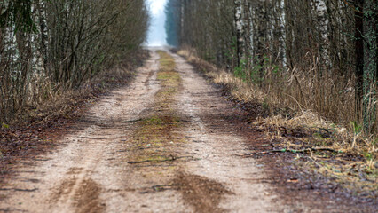 winter landscape without snow, lonely country road with trees on the side of the road
