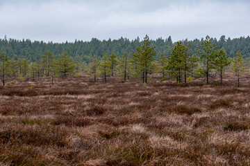 swamp winter landscape without snow, swamp vegetation in winter, pine trees, old grass, moss