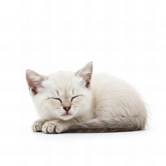 little cat sleeping isolate on white background 