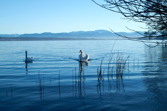 Pair of Swans on Scenic Mountain Lake