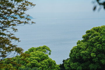 Obraz premium 熱海の美しい海と植物の風景