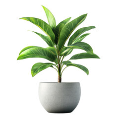 Isolated Green Leafy Houseplant in Pot