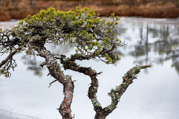 winter landscape of a swamp without snow, pond covered with ice, reflections, swamp vegetation in winter, pine trees, old grass, moss