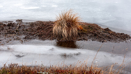 winter landscape of a swamp without snow, peat formation, swamp vegetation in winter