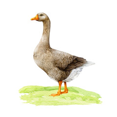 Goose on grassy ground hand drawn watercolor illustration. Farm waterfowl bird isolated on white background. Realistic detailed goose standing on the ground side view vintage style illustration