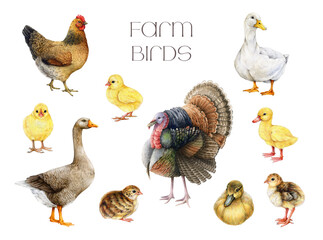 Farm birds hand drawn realistic watercolor illustration set. Hen, chicken, duck, goose, turkey and rooster vintage style painted collection on white background. Countryside farm bird painted set