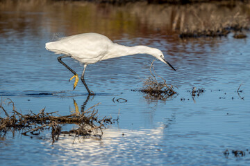 Little egret on a pond in the Camargue, France